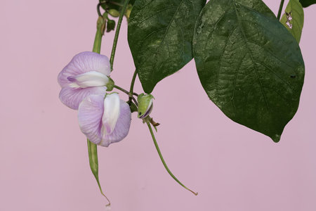 Clitoria ternatea flower on a pink background.