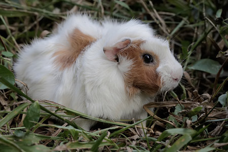 guinea pig in the grass, closeup of a domestic animalの写真素材