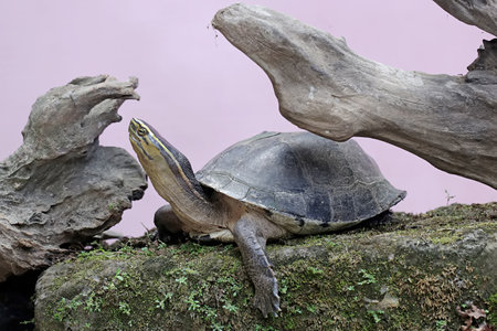 turtle in a zoo, close-up of a tortoise