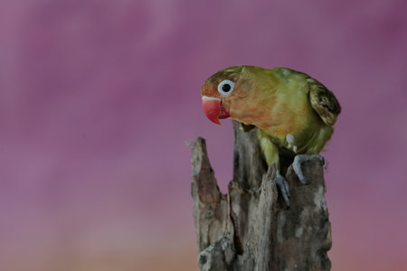 Lovebird sitting on a dead tree trunk with pink background and copy space