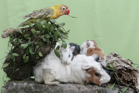 guinea pig and guinea pig in a nest with green leaves