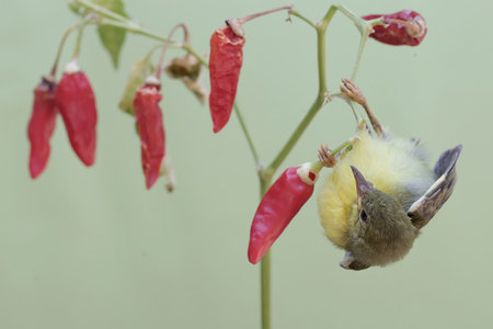 Chickpea bird on red hot chili peppers, closeup