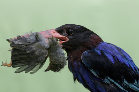 Black-crowned Kingfisher (Lamprotornis nigricollis) with a baby
