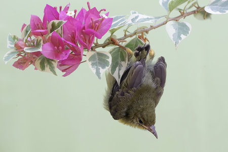 Baby bird on a branch of a blooming bougainvilleaの写真素材