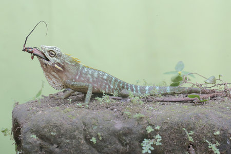 Lizard in Thailand