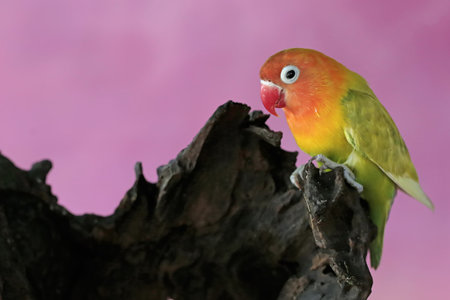 Lovebird perched on a branch with a pink background in the backgroundの写真素材