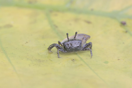 crab on green leaf in the wild nature or in the garden