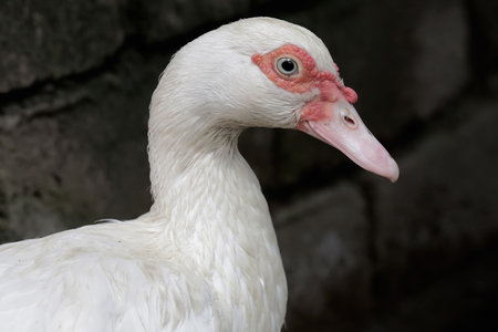 Portrait of a muscovy duck (Cairina moschata)の写真素材