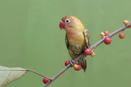 Yellow-vented Lovebird perched on a branch with red berriesの写真素材