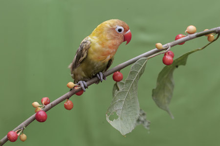 Yellow-headed Lovebird perched on a branch with red berries.の写真素材
