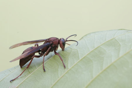 A close up of a red paper wasp on a green leaf.の写真素材