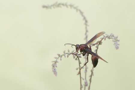 Wasp on a flower in the garden, closeup of photoの写真素材