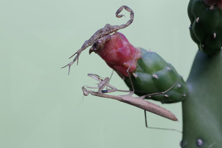 Praying Mantis (Mantis religiosa) on cactusの写真素材
