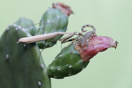Praying mantis on a cactus, closeup of photoの写真素材