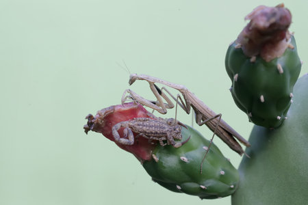 Praying Mantis (Mantis religiosa) on cactusの写真素材
