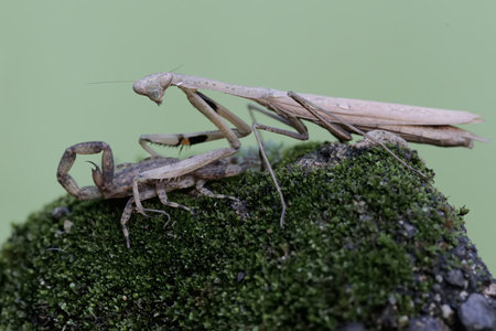 Praying mantis (Mantis religiosa) on green mossの写真素材