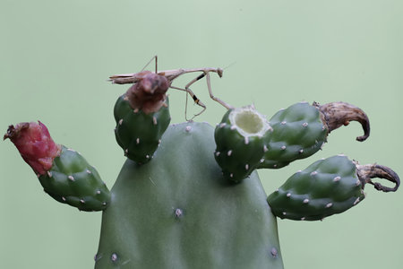 Praying Mantis on a Cactus - Mantis religiosaの写真素材