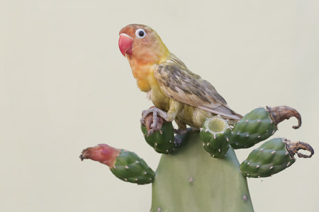 Lovebird sitting on a cactus in a park in Mexico.の写真素材
