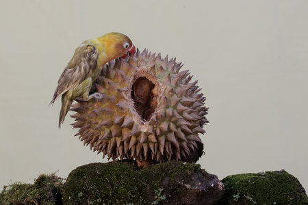 Bird in the flower of a durian (Crowned Bulbul)
