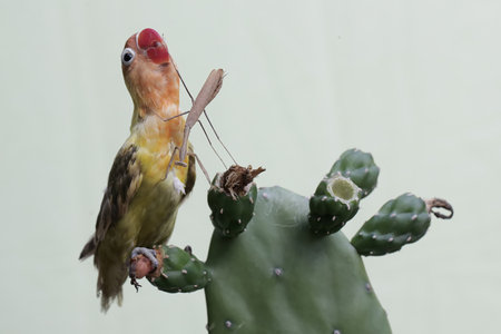 Bird sitting on cactus.の写真素材