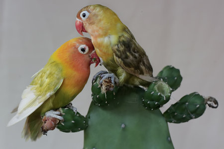 Couple of lovebirds sitting on a cactus and eating foodの写真素材