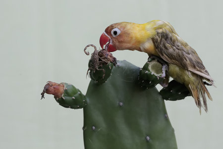 Lovebird sitting on a cactusの写真素材