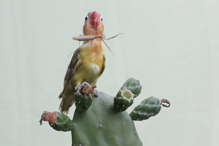 Bird sitting on cactus and eating an insectの写真素材