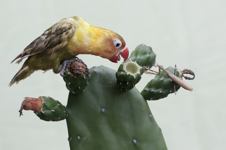 Lovebird sitting on a cactus with a red beak.の写真素材