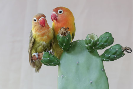 Couple of lovebirds sitting on a cactus, close upの写真素材