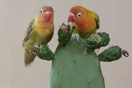 Couple of lovebirds sitting on a cactus with cactus