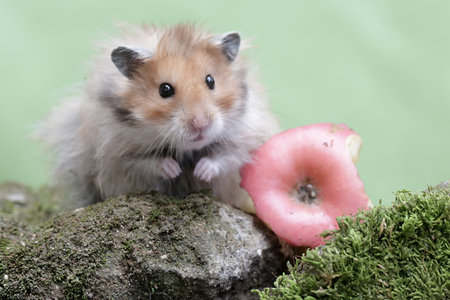 Hamster eating an apple on a rock in front of a green backgroundの写真素材