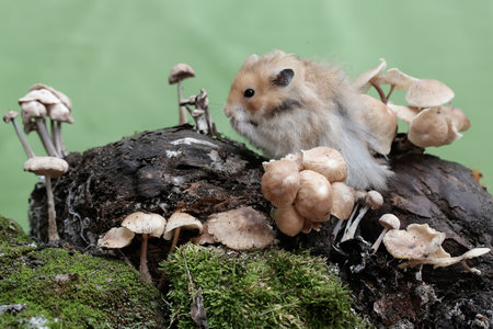 Hamster on a stump with mushrooms on the background of green mossの写真素材