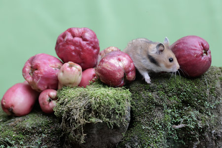 Hamster and red apples on green moss. Animal in nature.の写真素材