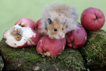 Hamster and apples on a green background, close-upの写真素材