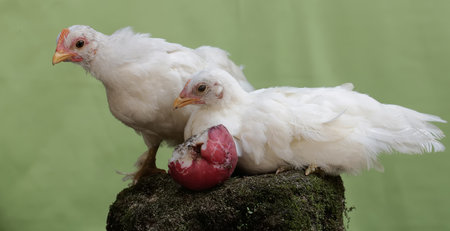 Two white chicken with an egg on a green background. Close-up.の写真素材