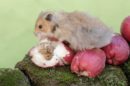 Hamster eating an apple on a mossy rock with green backgroundの写真素材
