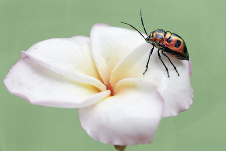 beetle on white plumeria flower, closeup of photoの写真素材