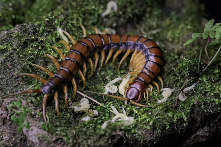 close up of centipede on green moss in the rainforestの写真素材