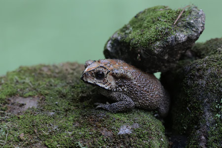 Common toad, Bufo bufo, single male on rock, Brazilの写真素材