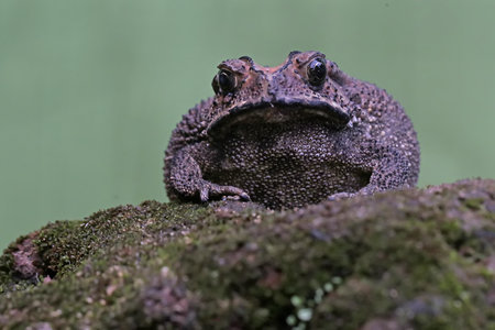 European toad (Bufo bufo) sitting on a rockの写真素材