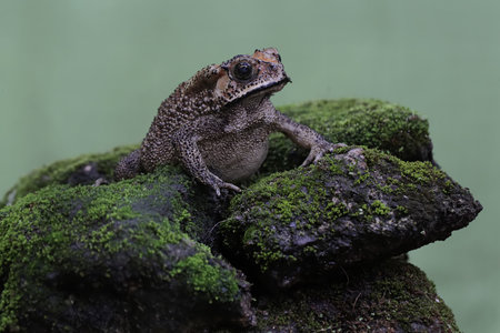 A toad sitting on a rock covered with green moss.の写真素材