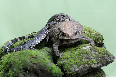 Lizard on a rock in the rainforest of Belize.の写真素材