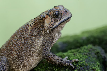 Image of brown toad (Bufo bufo) on green background. Animal