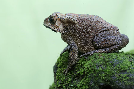 toad on a green moss in the rainforest of Belizeの写真素材