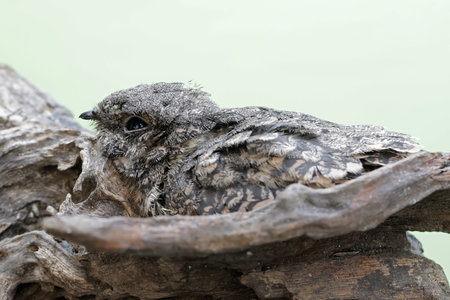 Eurasian Wrynecked Frogmouth, Tawny Frogmouthの写真素材