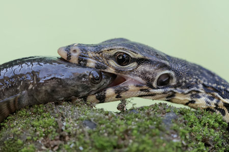 Close up of a monitor lizard (Varanus salvator) and its babyの写真素材