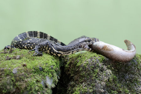 The monitor lizard (Varanus salvator) is a species of lizard native to Southeast Asia.の写真素材