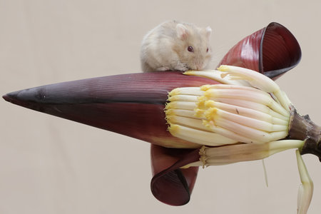 Hamster and banana flower on a white background. Studio shot.