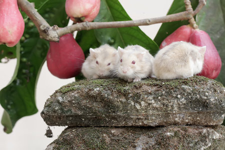 Hamsters on the tree. Hamsters in the natural environment.の写真素材