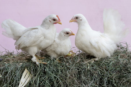 Three white chickens on hay on a pink background.の写真素材